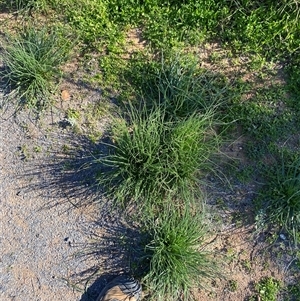 Asphodelus fistulosus at Menindee, NSW - 3 Jul 2024 11:16 AM