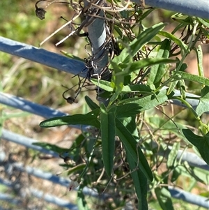 Convolvulus remotus (Grassy Bindweed) at Menindee, NSW by Tapirlord