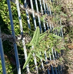 Convolvulus remotus at suppressed - 3 Jul 2024