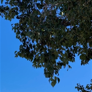 Brachychiton populneus at Menindee, NSW - 3 Jul 2024