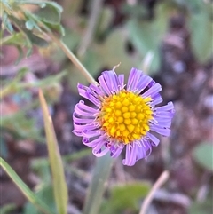 Brachyscome ciliaris var. ciliaris (Bushy Cut-leaf Daisy) at Menindee, NSW - 3 Jul 2024 by Tapirlord