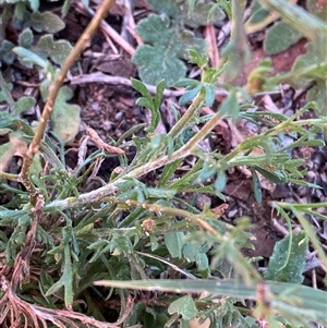 Brachyscome ciliaris at Menindee, NSW - 3 Jul 2024 11:14 AM