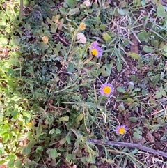 Brachyscome ciliaris at Menindee, NSW - 3 Jul 2024 11:14 AM