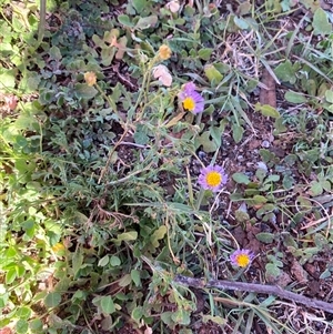 Brachyscome ciliaris at Menindee, NSW - 3 Jul 2024 11:14 AM