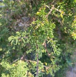 Enchylaena tomentosa at Menindee, NSW - 3 Jul 2024