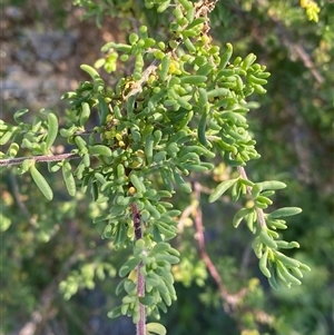 Enchylaena tomentosa at Menindee, NSW - 3 Jul 2024 11:15 AM