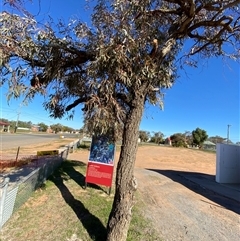 Eucalyptus torquata (Coral Gum, Coolgardie Gum) at Menindee, NSW - 3 Jul 2024 by Tapirlord