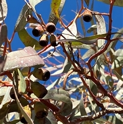 Eucalyptus torquata at Menindee, NSW - 3 Jul 2024