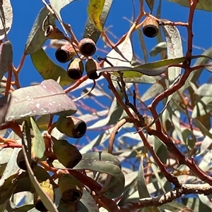 Eucalyptus torquata at Menindee, NSW - 3 Jul 2024 11:14 AM