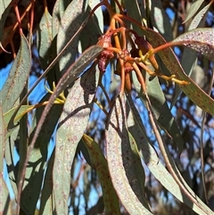 Eucalyptus torquata at Menindee, NSW - 3 Jul 2024