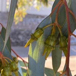 Eucalyptus torquata at Broken Hill, NSW - 2 Jul 2024