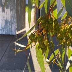 Eucalyptus torquata at Broken Hill, NSW - 2 Jul 2024