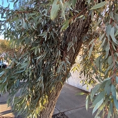 Eucalyptus torquata at Broken Hill, NSW - 2 Jul 2024