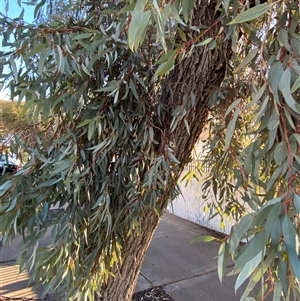 Eucalyptus torquata at Broken Hill, NSW - 2 Jul 2024 03:09 PM