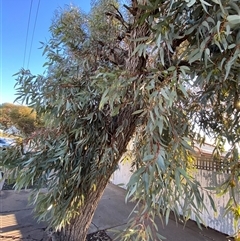 Eucalyptus torquata at Broken Hill, NSW - 2 Jul 2024