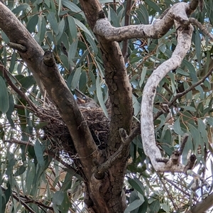 Anthochaera carunculata at Lawson, ACT - 30 Sep 2024