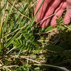 Acaena echinata (Sheeps Burr) at Lawson, ACT - 30 Sep 2024 by mroseby