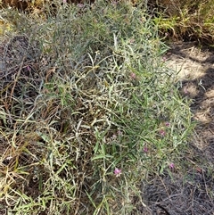 Unidentified Climber or Mistletoe at Petermann, NT - 30 Sep 2024 by atticus