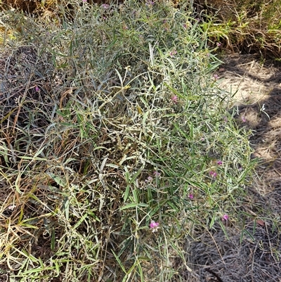 Unidentified Climber or Mistletoe at Petermann, NT - 30 Sep 2024 by atticus