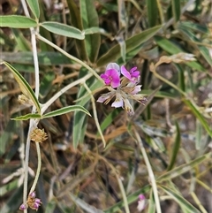 Glycine canescens at Petermann, NT - 30 Sep 2024