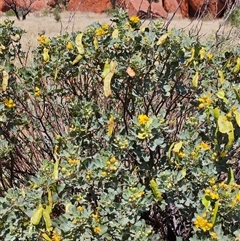 Senna artemisioides (Silver Senna, Silver Cassia) at Petermann, NT - 30 Sep 2024 by atticus