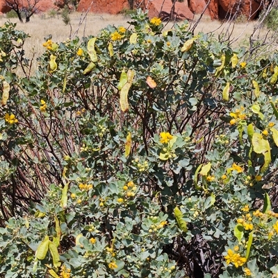 Senna artemisioides (Silver Senna, Silver Cassia) at Petermann, NT - 30 Sep 2024 by atticus