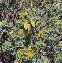 Senna artemisioides at Petermann, NT - 30 Sep 2024