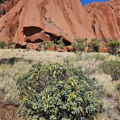 Senna artemisioides at Petermann, NT - 30 Sep 2024