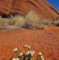 Rhodanthe floribunda (Common White Sunray) at Petermann, NT - 30 Sep 2024 by atticus