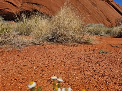 Rhodanthe floribunda (Common White Sunray) at Petermann, NT - 30 Sep 2024 by atticus