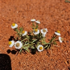 Rhodanthe floribunda at Petermann, NT - 30 Sep 2024 02:37 PM