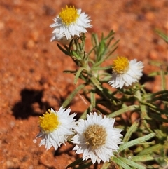 Rhodanthe floribunda at Petermann, NT - 30 Sep 2024