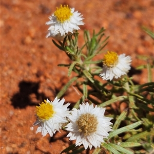 Rhodanthe floribunda at Petermann, NT - 30 Sep 2024 02:37 PM