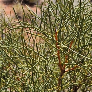 Hakea eyreana at Petermann, NT - 30 Sep 2024 02:44 PM