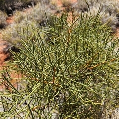 Hakea eyreana at Petermann, NT - 30 Sep 2024 02:44 PM