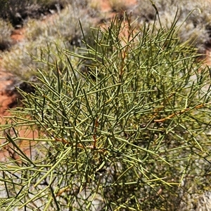 Hakea eyreana at Petermann, NT - 30 Sep 2024 02:44 PM
