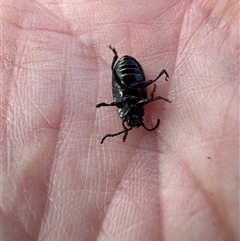 Coleoptera (order) at Kangaroo Valley, NSW - 30 Sep 2024 by lbradley