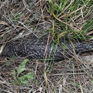 Tiliqua rugosa at Ainslie, ACT - 29 Sep 2024 01:30 PM