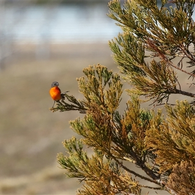 Petroica phoenicea (Flame Robin) at Yarralumla, ACT - 6 Aug 2024 by TimL