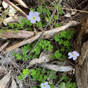 Oxalis incarnata at Adjungbilly, NSW - 29 Sep 2024