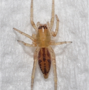 Clubionidae (family) at Lawson, ACT - suppressed