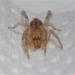 Clubionidae (family) at Lawson, ACT - suppressed