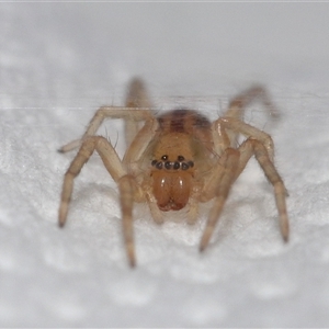 Clubionidae (family) at Lawson, ACT - suppressed