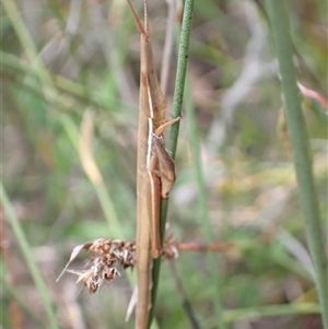 Psednura pedestris at Bundanoon, NSW - 25 Sep 2024 02:31 PM