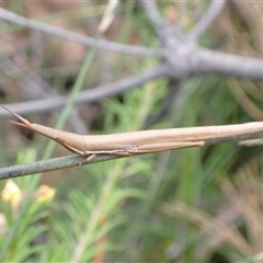 Psednura pedestris at Bundanoon, NSW - 25 Sep 2024 02:31 PM