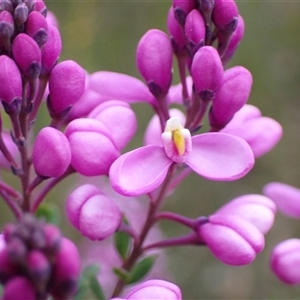 Comesperma ericinum at Bundanoon, NSW - 25 Sep 2024