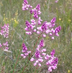 Comesperma ericinum at Bundanoon, NSW - 25 Sep 2024