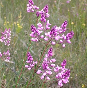 Comesperma ericinum at Bundanoon, NSW - 25 Sep 2024 02:33 PM