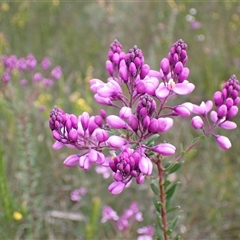 Comesperma ericinum at Bundanoon, NSW - 25 Sep 2024