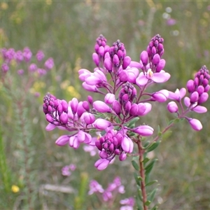 Comesperma ericinum at Bundanoon, NSW - 25 Sep 2024